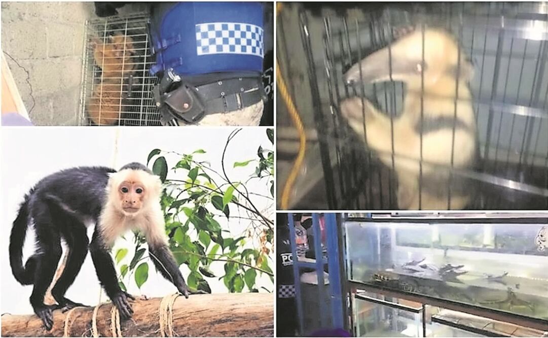 De entre los animales rescatados por la brigada se encuentran cocodrilos, serpientes, tlacuaches, perros y una cría de mono aullador. Foto: ESPECIAL