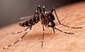 Dengue en Yucatán baja 53% en 2026; registran 20 casos confirmados hasta agosto