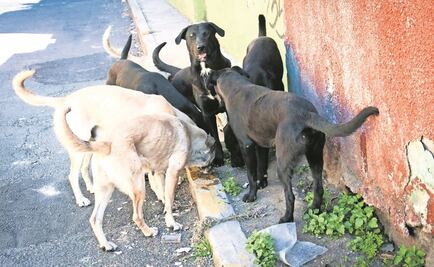 "Echan" los perros a empleados del INE durante capacitación electoral