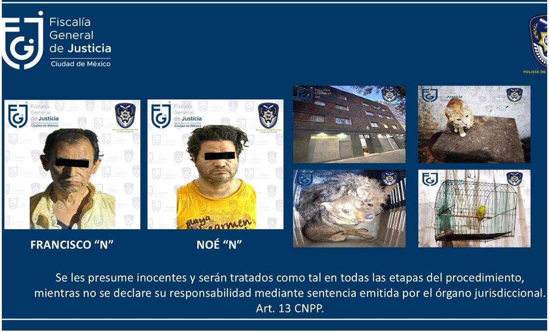 Detienen a dos personas y rescatan a 8 animales en la alcaldía Cuauhtémoc. Foto: Especial