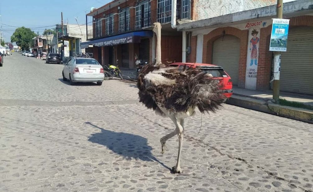 Avestruz recorre calles de Tepotzotlán, Edomex; dueño la captura tras reportes vecinales.
Foto: Especial.