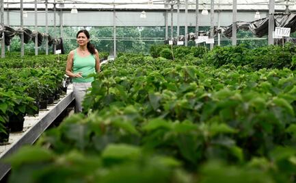 Morelos crea primeras variedades de nochebuenas mexicanas con registro nacional e internacional