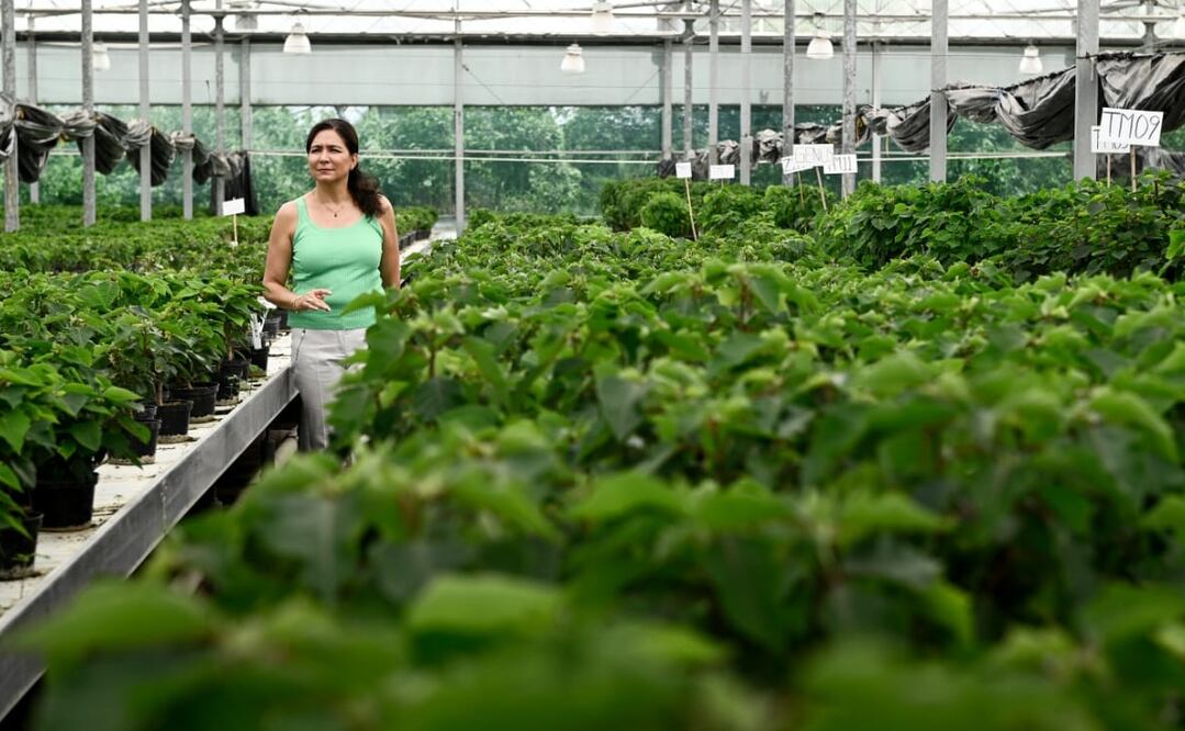 Este avance fue posible por el trabajo de los científicos genetistas del INIFAP en Zacatepec, quienes recolectaron material genético de diversas especies en varios estados. Foto: Especial