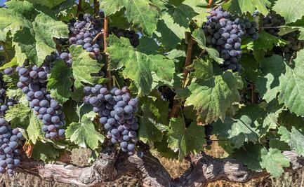 Las uvas más emblemáticas de la Rioja
