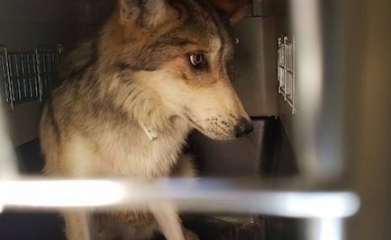 Reintegran 11 lobos grises mexicanos a su hábitat en Chihuahua