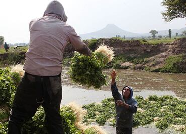 ¿Qué hortalizas tuvieron mayor exportación durante el primer bimestre de 2024?