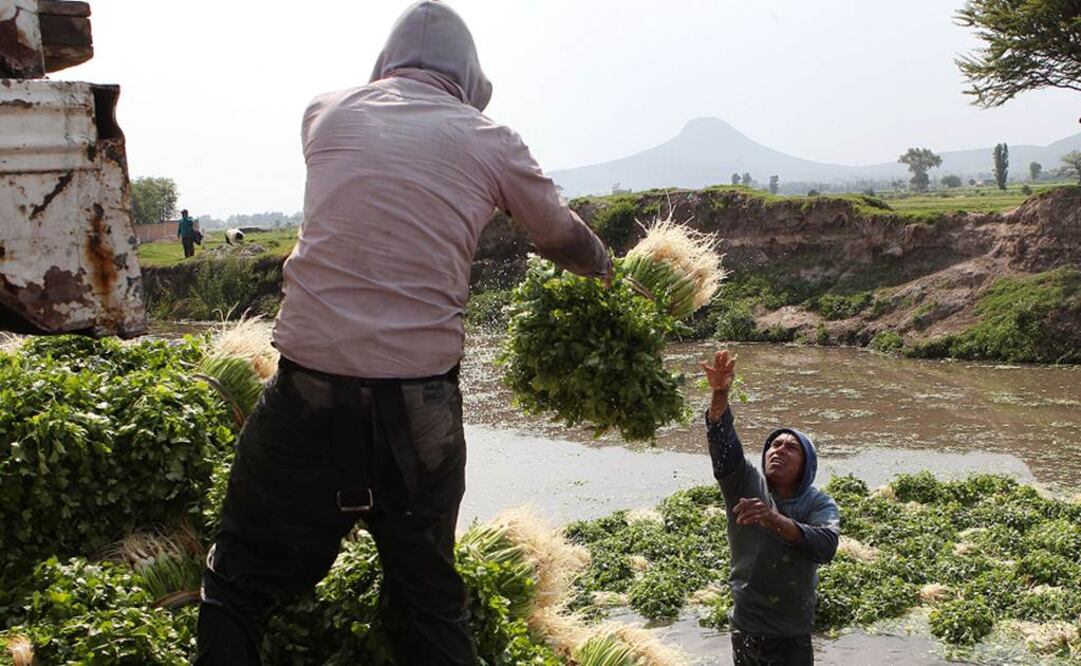 Las exportaciones hortofrutícolas del primer bimestre de 2024 contra 2023 decrecieron 2% en volumen, no obstante, en términos de valor se incrementaron en 11.5%. Foto: Ariel Ojeda / EL UNIVERSAL