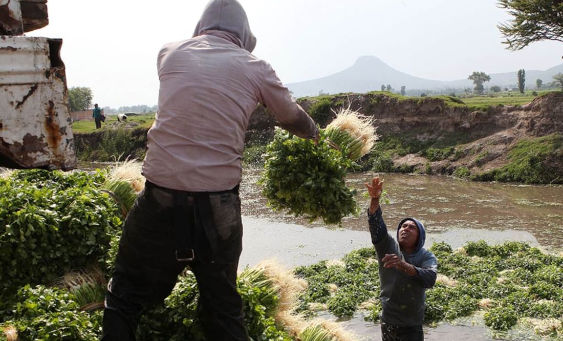 Las exportaciones hortofrutícolas del primer bimestre de 2024 contra 2023 decrecieron 2% en volumen, no obstante, en términos de valor se incrementaron en 11.5%. Foto: Ariel Ojeda / EL UNIVERSAL