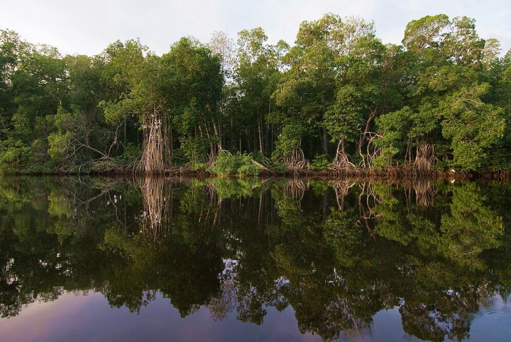 En 1995 fue decretada como Reserva de la Biósfera. Foto: Cortesía Archivo Conanp
