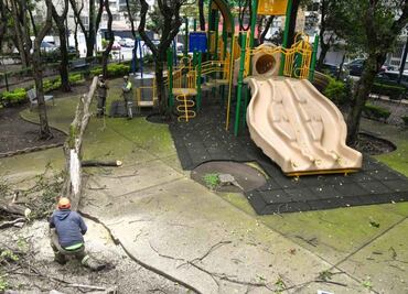 Alcaldía Benito Juárez inicia poda y derribo de árboles por posible riesgo de caída; planean realizarlo en todos lo parques