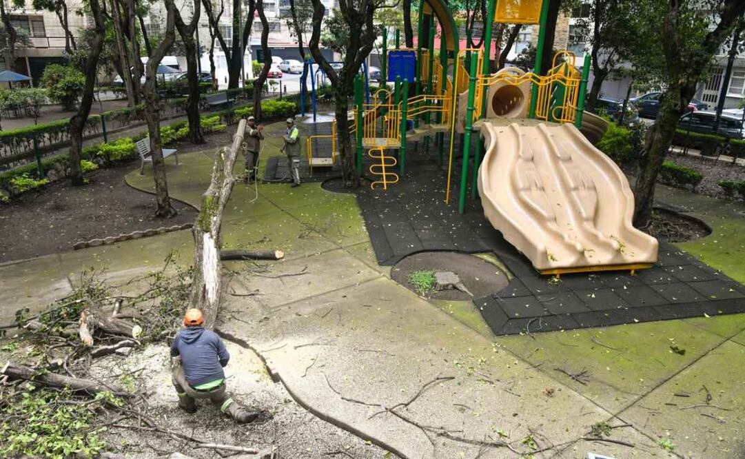 Alcaldía Benito Juárez inicia con poda y derribo de árboles por posible riesgo (26/06/2025). Foto: Especial