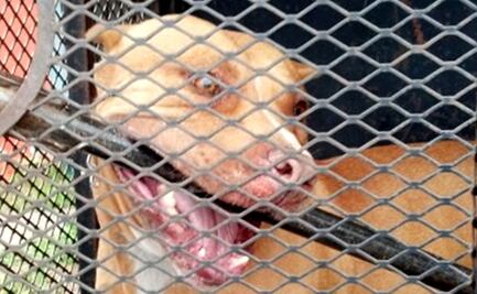 Perro pitbull mata a trabajadora doméstica de la tercera edad en la Condesa