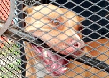 Perro pitbull mata a trabajadora doméstica de la tercera edad en la Condesa