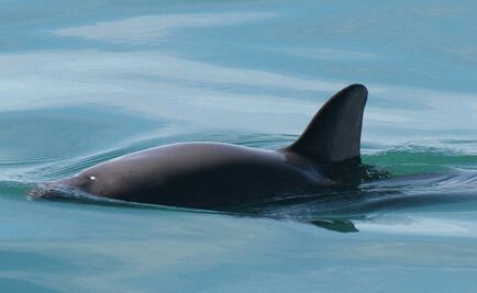 Activan plan para salvar a la vaquita marina; la llevarán a santuario