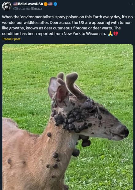 Tras los conejos, ahora aparecieron ciervos con bultos en la piel (31/08/2025). Foto: Captura de pantalla
