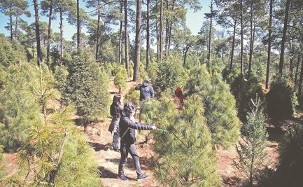 Empieza la venta de árboles de Navidad