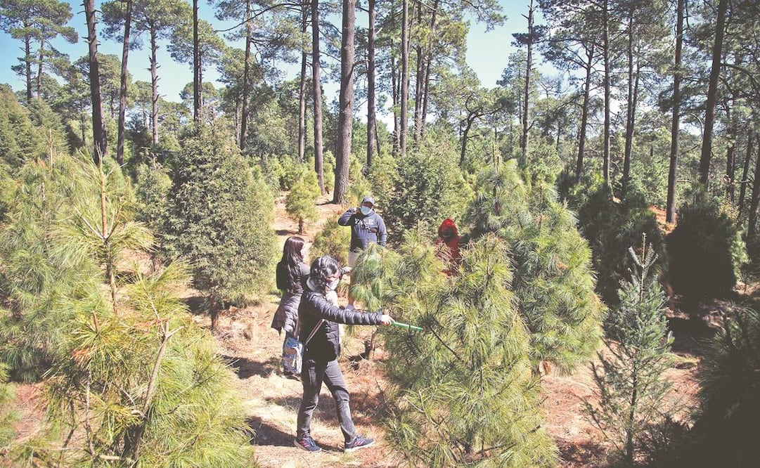 La CDMX alista 144 mil árboles de Navidad en 31 plantaciones. Foto: CUARTOSCURO