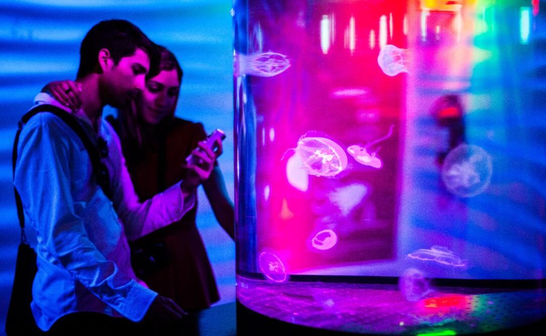 Esta vez se sumará el Acuario Inbursa, con más de 300 especies acuáticas. FOTO: Archivo / EL UNIVERSAL