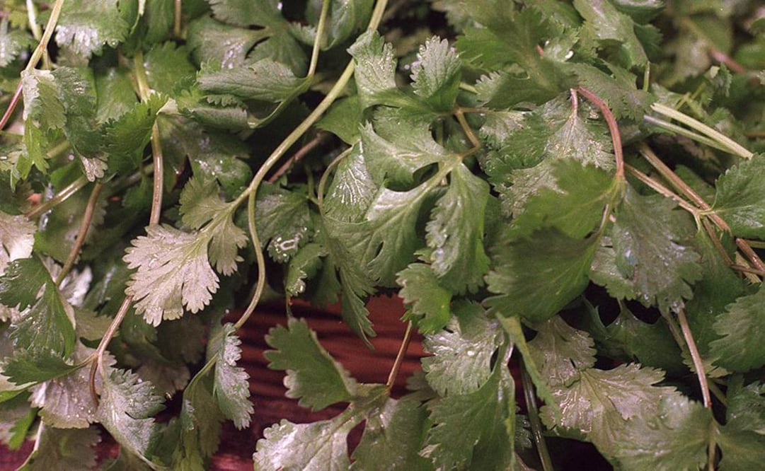 Foto: Archivo/EL UNIVERSAL