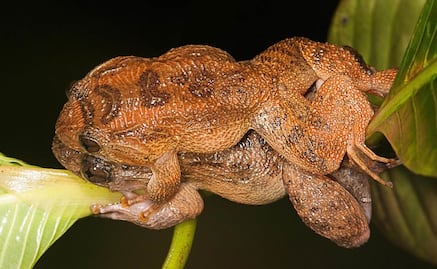 Las ranas tienen nueva postura sexual