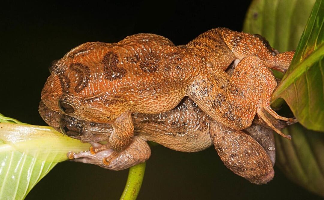 Durante 40 noches los investigadores observaron el comportamiento de una población de anfibios denominada Nyctibatrachus humayuni. FOTO: Archivo/ EL UNIVERSAL