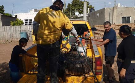 Hallan cocodrilo de casi 4 metros en patio de una vivienda en Navolato
