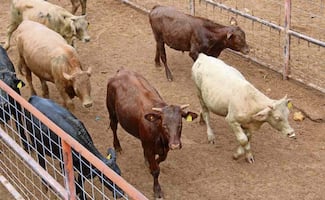 Cierre de frontera sigue afectando a ganaderos de Chihuahua