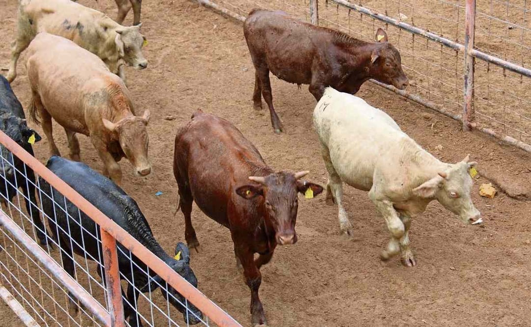 El ganado de Chihuahua está libre y blindado del gusano barrenador. Foto: Paola Gamboa / EL UNIVERSAL