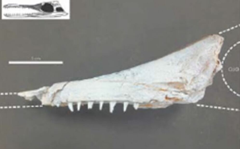 Nuevos datos sobre reptiles marinos prehistóricos