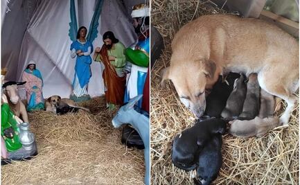 Siete cachorros nacen en un pesebre, perrita callejera dio a luz en un “nacimiento”
