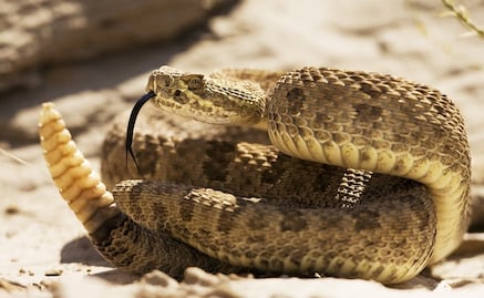 The 7 deadliest animals in Mexico