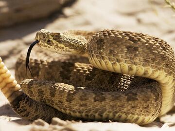 The 7 deadliest animals in Mexico