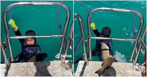 Tiburón ataca a niño de 8 años en Australia y se hace viral