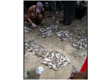 Miles de ratas invaden aldeas de isla de Birmania