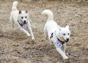 Perros regalados por Kim Jong Un a su par surcoreano terminan en un zoo de Seúl