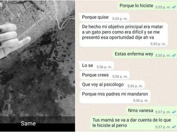 "Lo hice porque quise": Estudiante de preparatoria mata con extrema crueldad a cachorro en Huachinango, Puebla