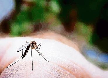 OPS reporta más de 175 mil casos de zika en 2016