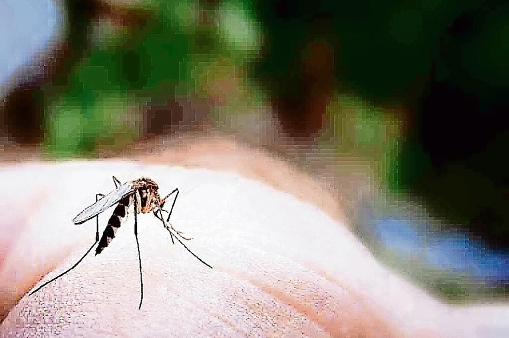 El virus del zika es transmitido por los mosquitos 'aedes aegypti' infectados, también se contagia a través de relaciones sexuales. (ARCHIVO EL UNIVERSAL)
