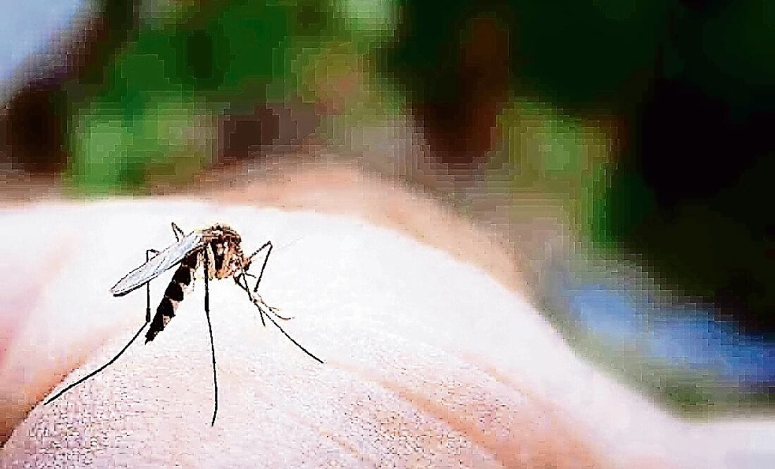 El virus del zika es transmitido por los mosquitos 'aedes aegypti' infectados, también se contagia a través de relaciones sexuales. (ARCHIVO EL UNIVERSAL)