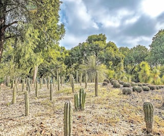 “Menos cemento para Chapultepec”: Fernanda Canales