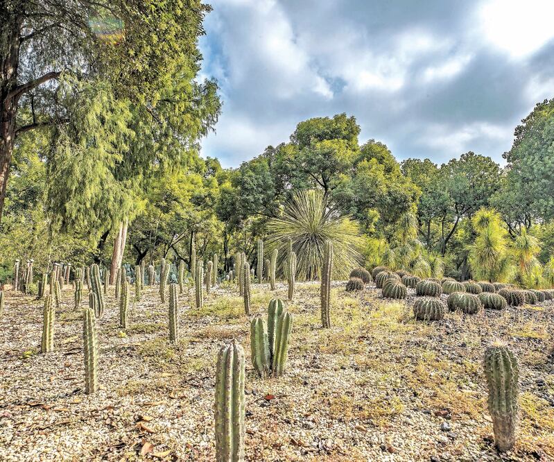 “¿Quién podría justificar la construcción de un nuevo museo que destruya un Jardín Botánico?” Foto: SERGIO TAPIA. EL UNIVERSAL