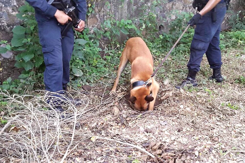 La SSP fue remitida a una huerta en Puente de Ixtla porque del lugar emanaban olores fétidos, según una denuncia ciudadana (ESPECIAL)