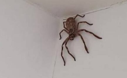 Captan "invasión" de arañas gigantes en casas de Australia por inundaciones