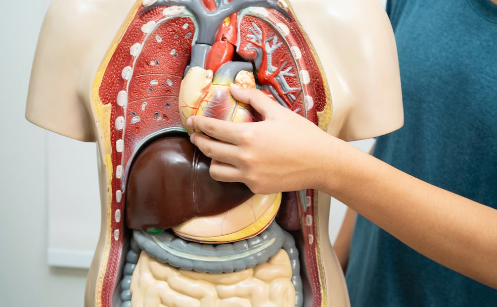 El atlas comenzó a desarrollarse durante la pandemia por COVID-19, para estudiar determinadas afecciones y trastornos. Foto: Canva