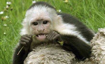 Primates estaban en Centroamérica hace 21 millones de años