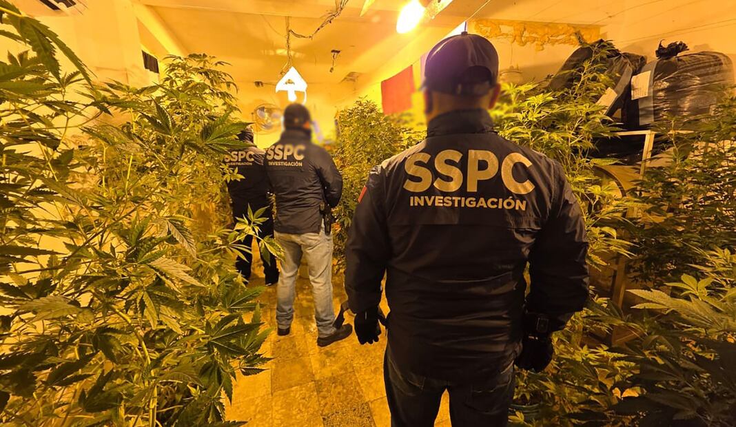 Hallan invernadero con más de mil plantas de marihuana en Iztacalco. Foto: Especial