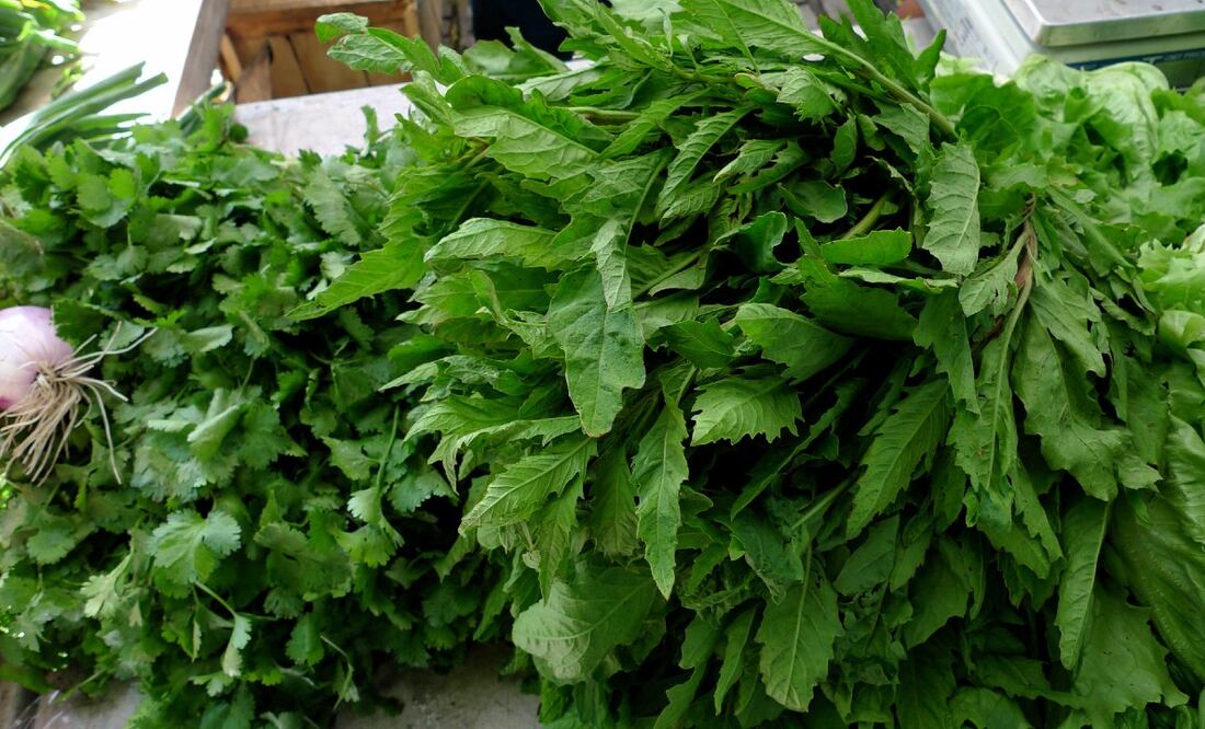 El epazote es una planta que se usa de forma recurrente en la cocina mexicana. Foto: watashiwani / Flickr