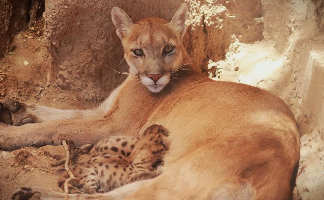 Nacen tres crías de puma en el Centro Ecológico de Sonora. Foto: Centro Ecológico de Sonora.