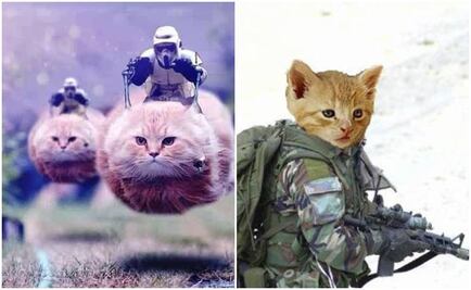 Belgas llenan Twitter de gatos por operación antiterrorista