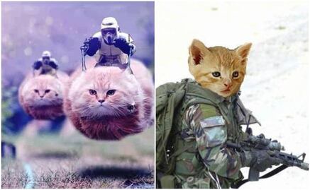 Belgas llenan Twitter de gatos por operación antiterrorista